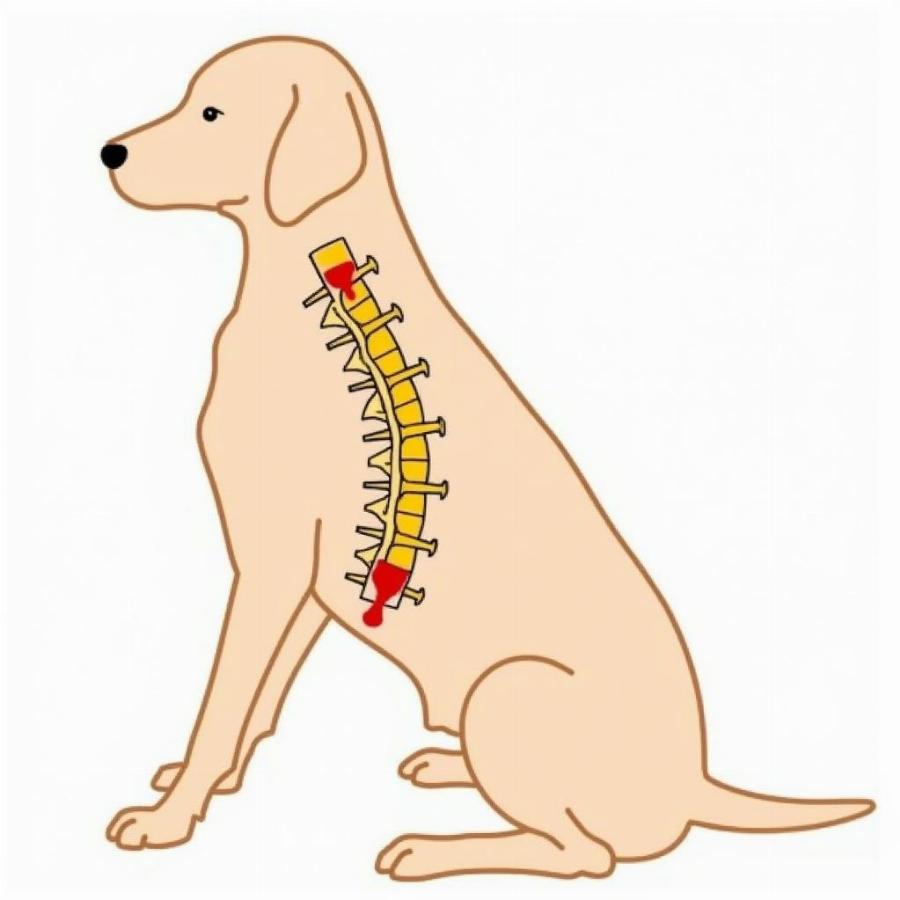 Dog with Trapped Nerve in Spinal Cord