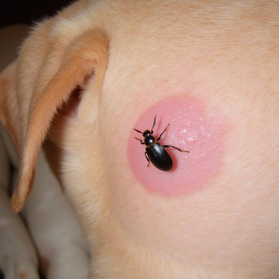 Dog with irritated skin after encountering stink bugs