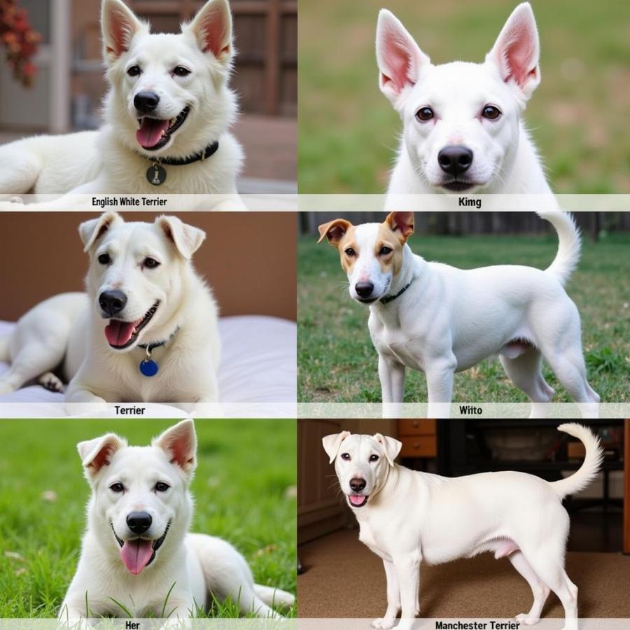 English White Terrier Comparison Other Terriers