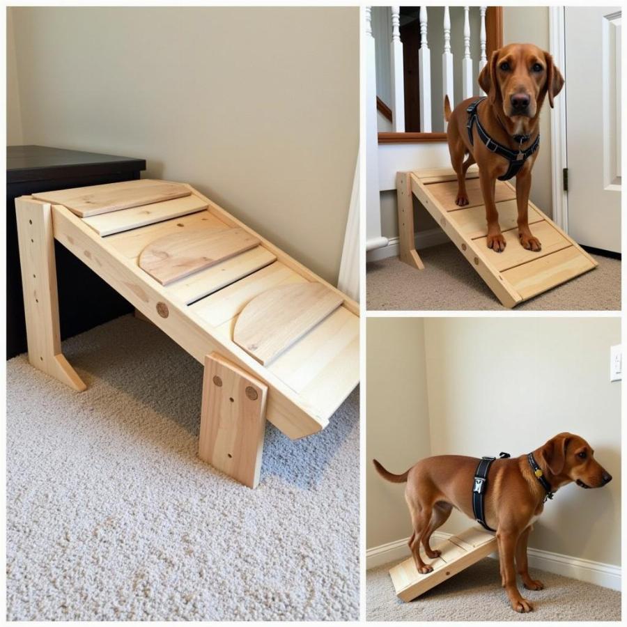 Home adaptations for dogs recovering from FCE