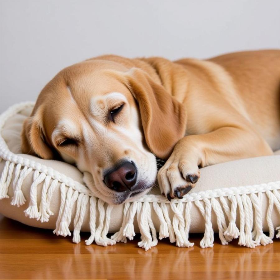 Hình ảnh chú chó ngủ ngon trên fringe dog bed