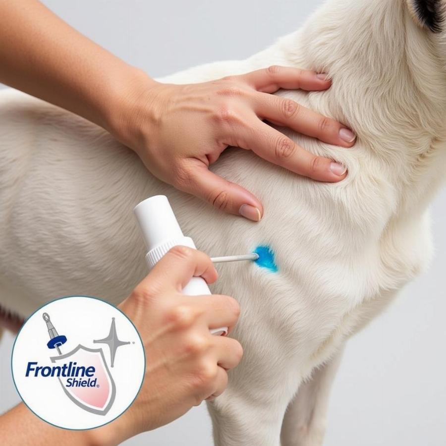 Applying Frontline Shield to a Dog