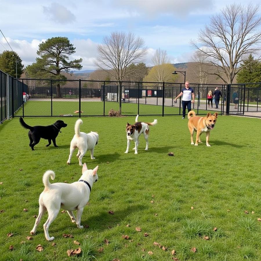 Dogs Playing at Gabriel Park