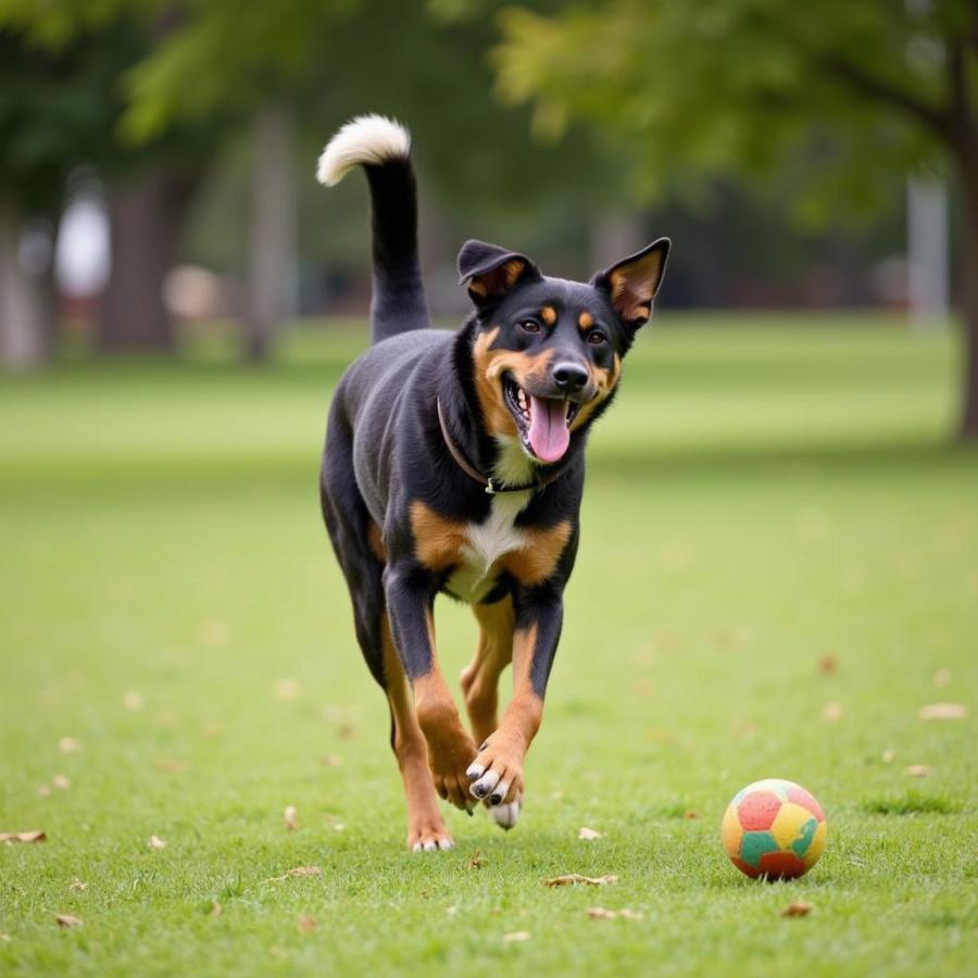 Hangin Tree Cattle Dog Playing Fetch