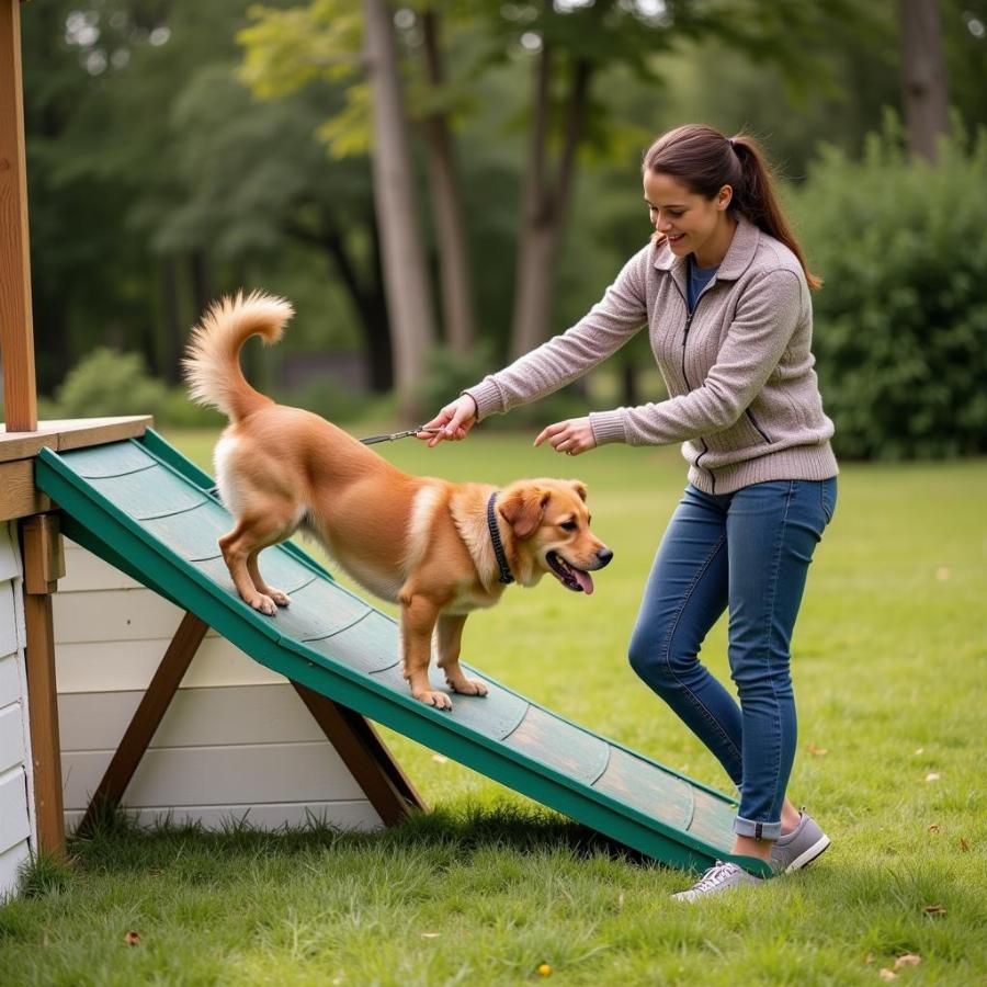 Training Dog to Use a Ramp