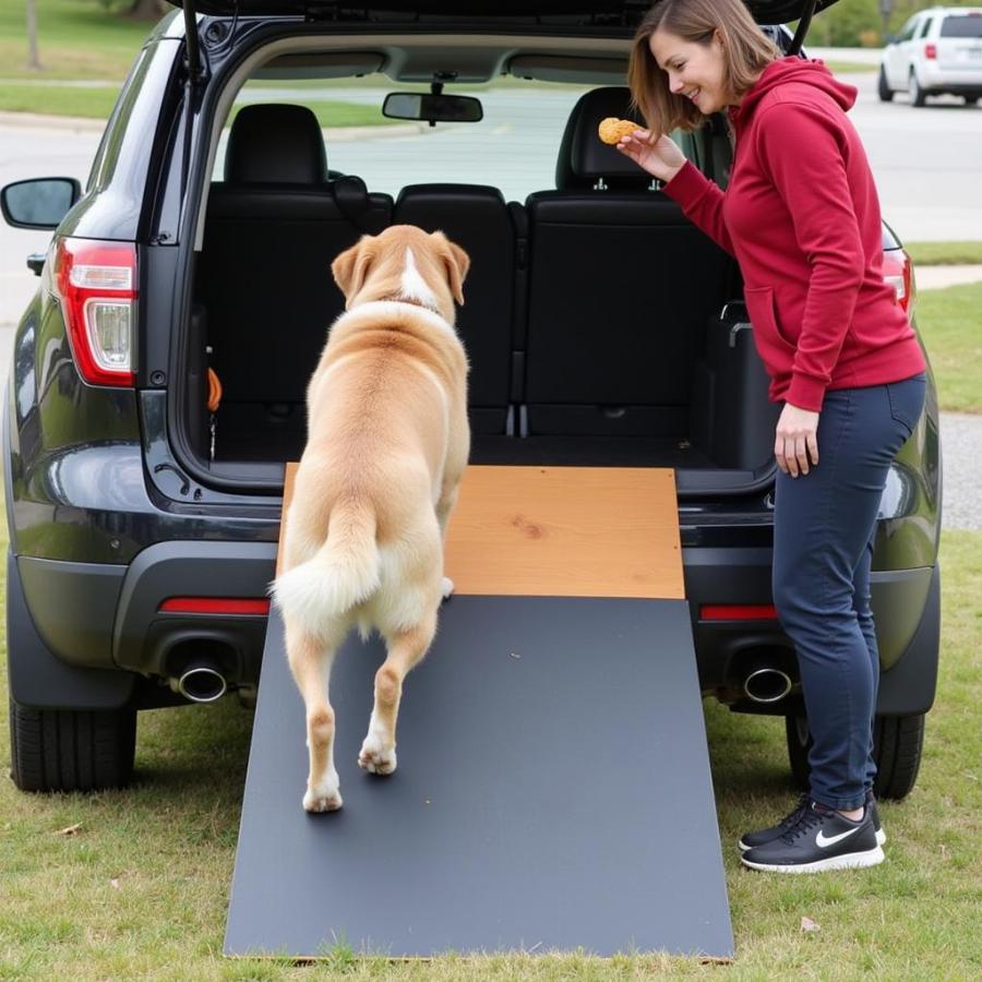 Introducing a Dog to a Wide Dog Ramp