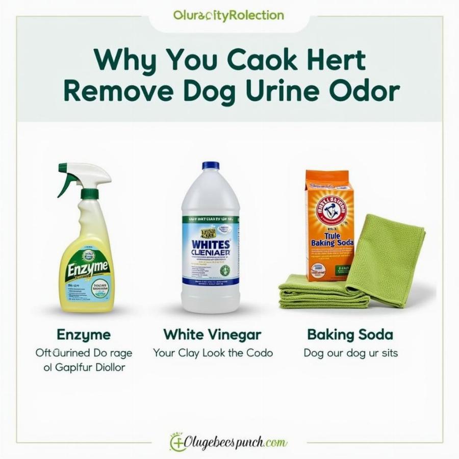 Removing dog urine smell from a rug