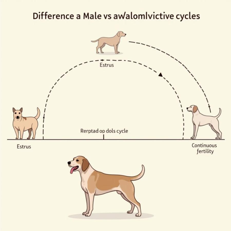 Male and Female Dog Reproductive Differences Illustration