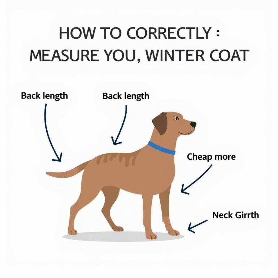 How to Measure a Dog for a Winter Coat