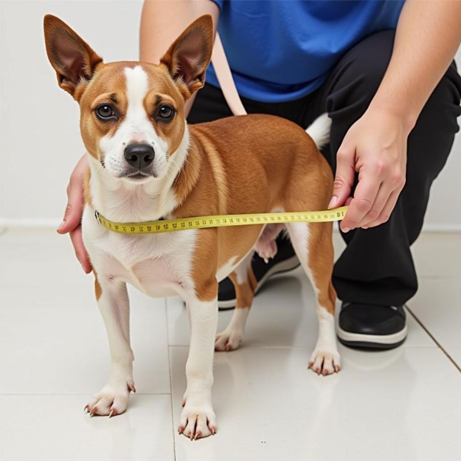 Measuring a dog for a cooling vest