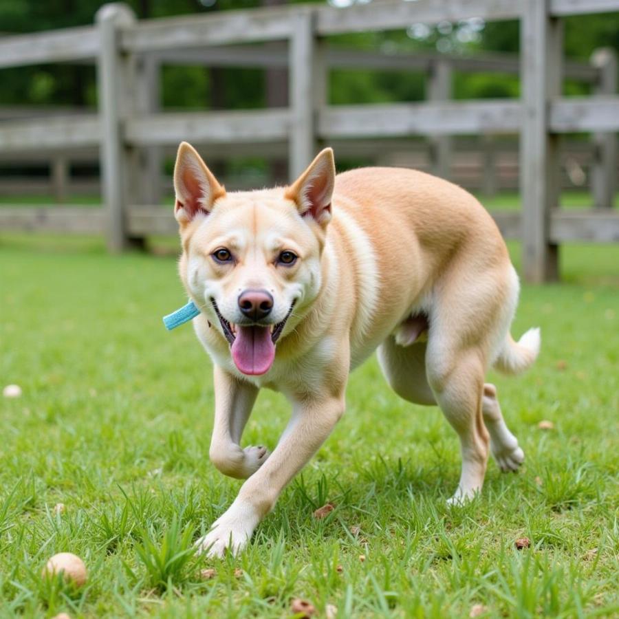 Happy dog playing in a Nashville dog park after a meal at a dog-friendly restaurant.