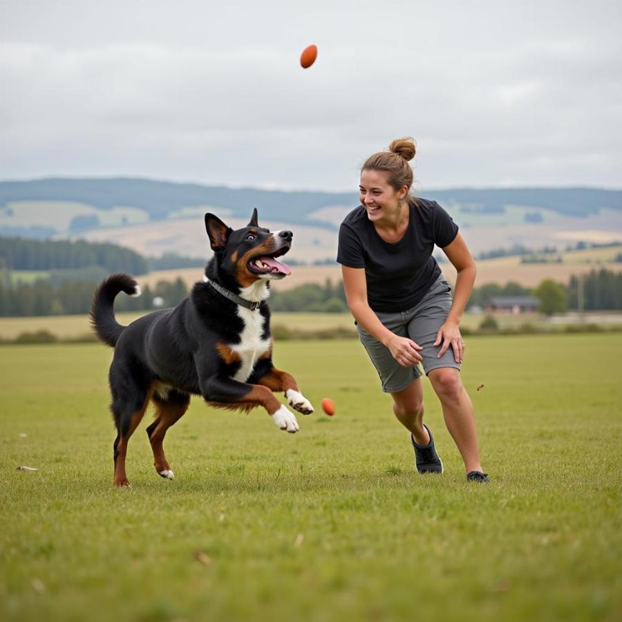 NZ Huntaway Dog Playing with Owner