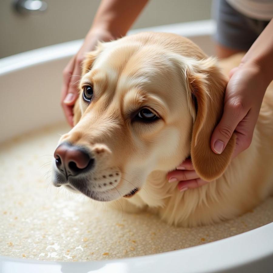 Soothing Oatmeal Bath for Itchy Dog