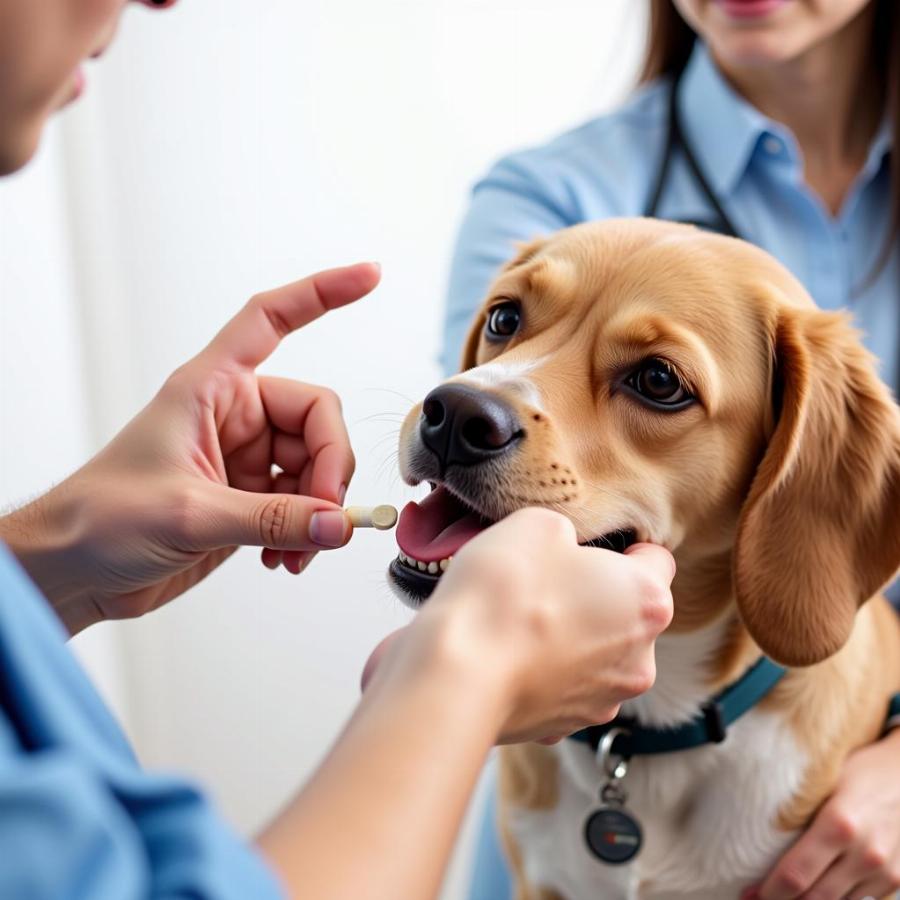 Dog owner administering clopidogrel to their dog