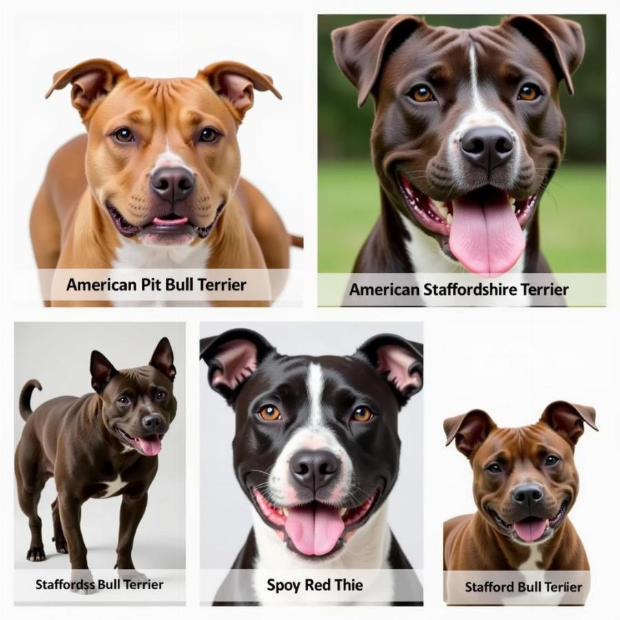 Variety of Pit Bull Types