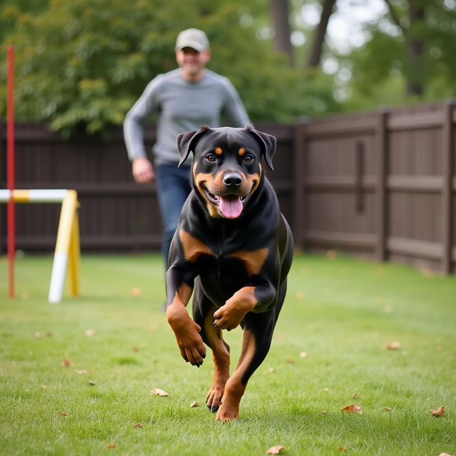 Pitweiler Exercise and Play