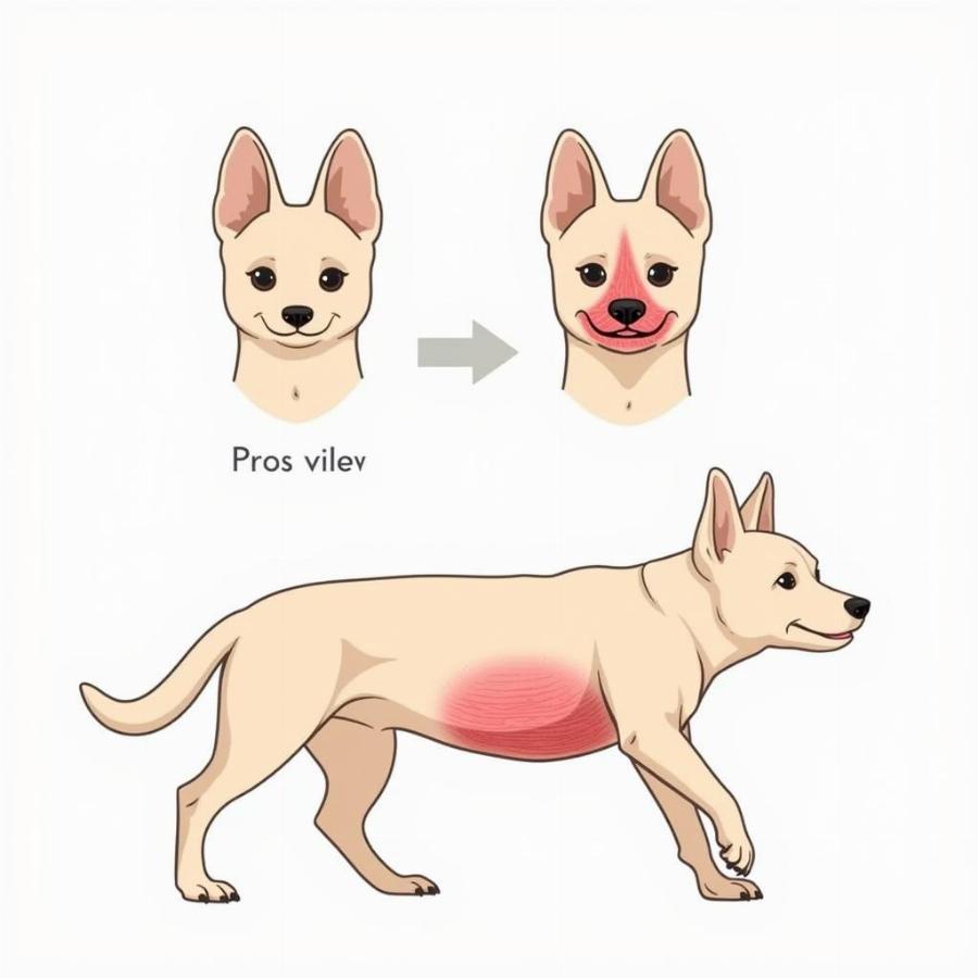 Recessed Vulva Dog Anatomy Illustration