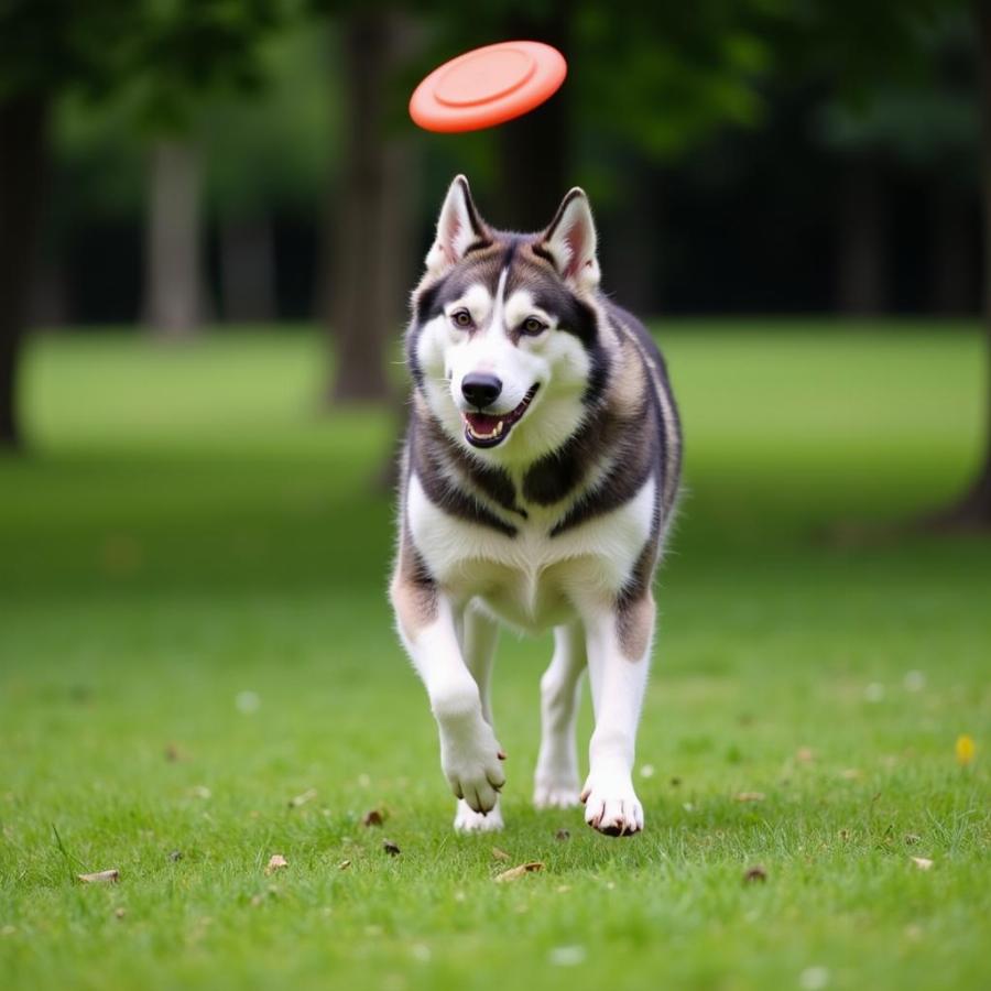 Siberian Husky German Shepherd Mix Playing Fetch