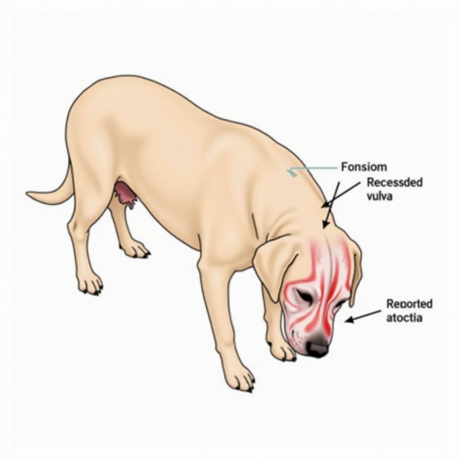 Surgical Correction for Recessed Vulva