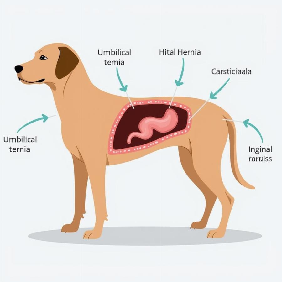 Types of Dog Hernias: Umbilical, Inguinal, and Hiatal