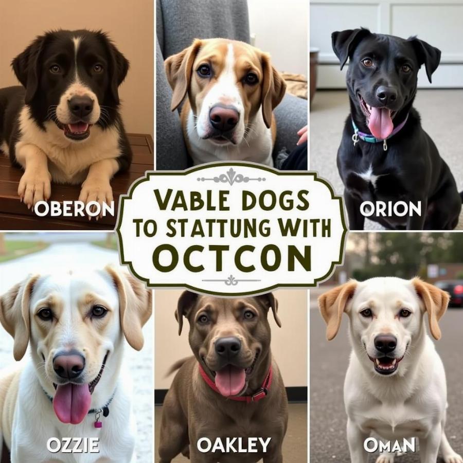 Unique Dog Names that Start with O