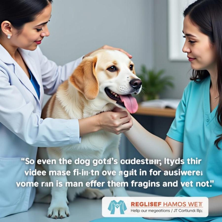 Veterinarian Examining a Dog