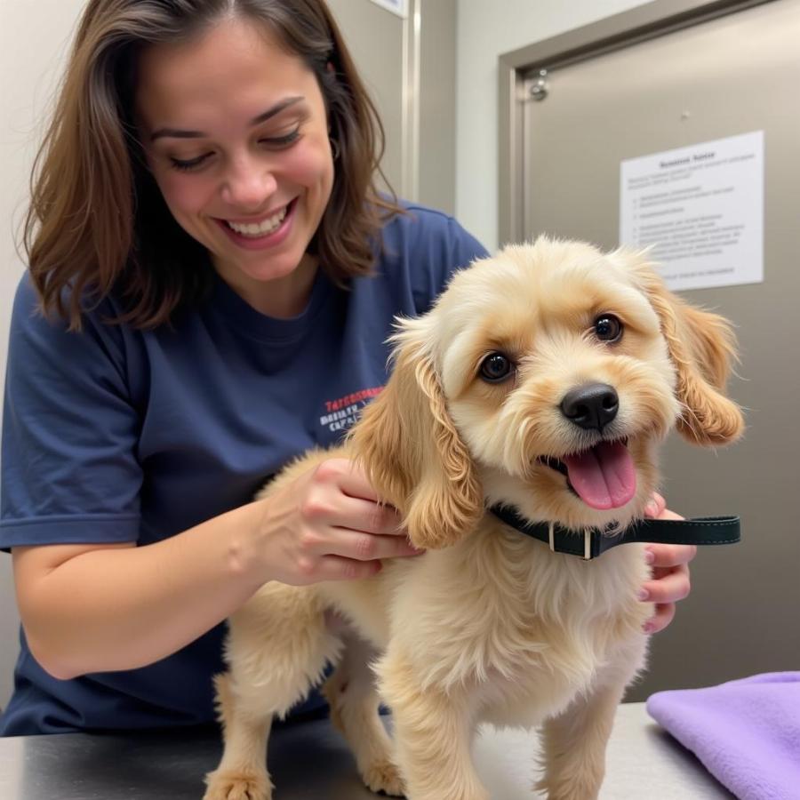 Volunteering at a Small Dog Rescue in Orange County