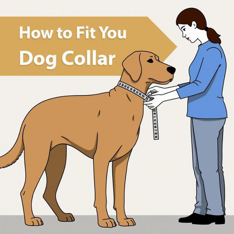 Fitting a dog collar