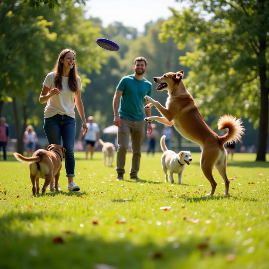 Dog with its owner at the park