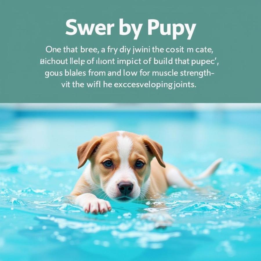 Low Impact Exercise for Puppies