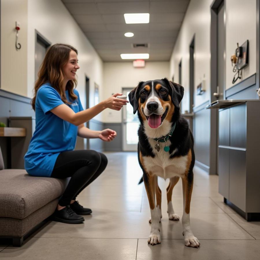 Choosing Dog Boarding Kennels in Lexington KY