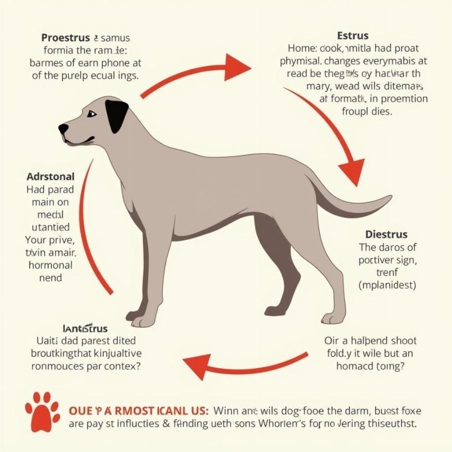 The Canine Reproductive Cycle