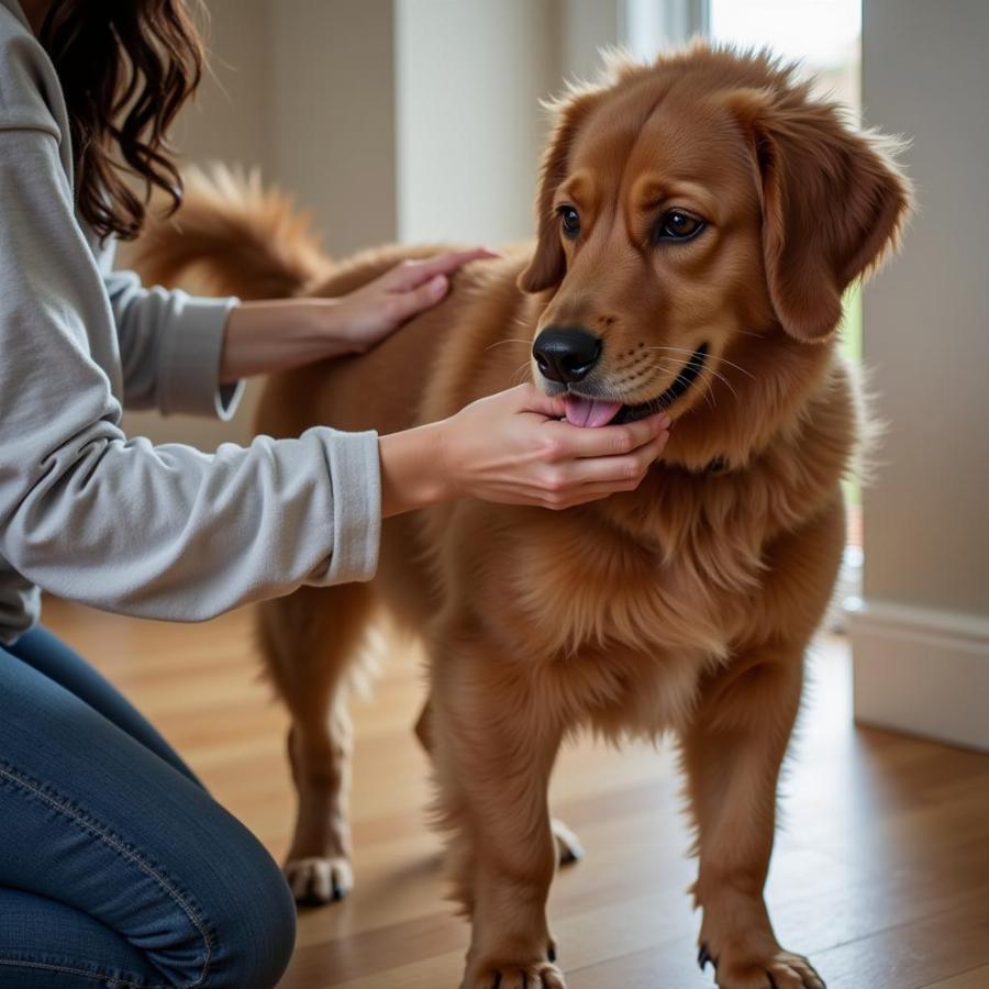 Preparing Your Dog for a Grooming Session