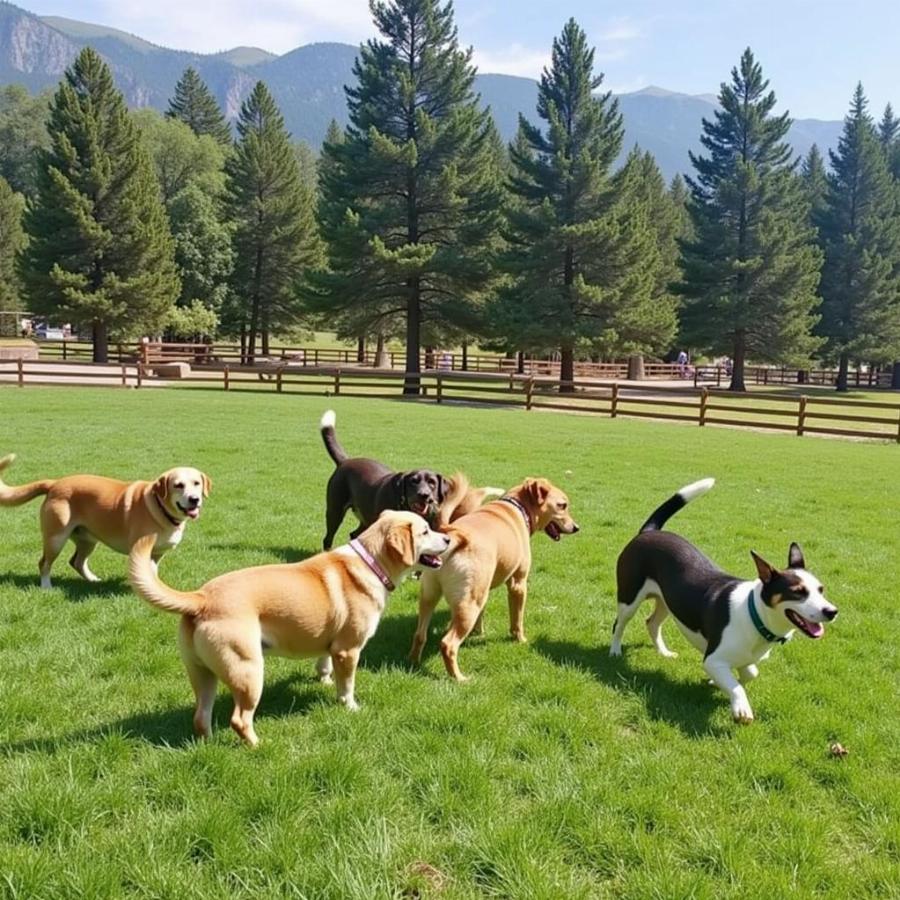 Dog Parks in Flagstaff: Letting your dog socialize and play.