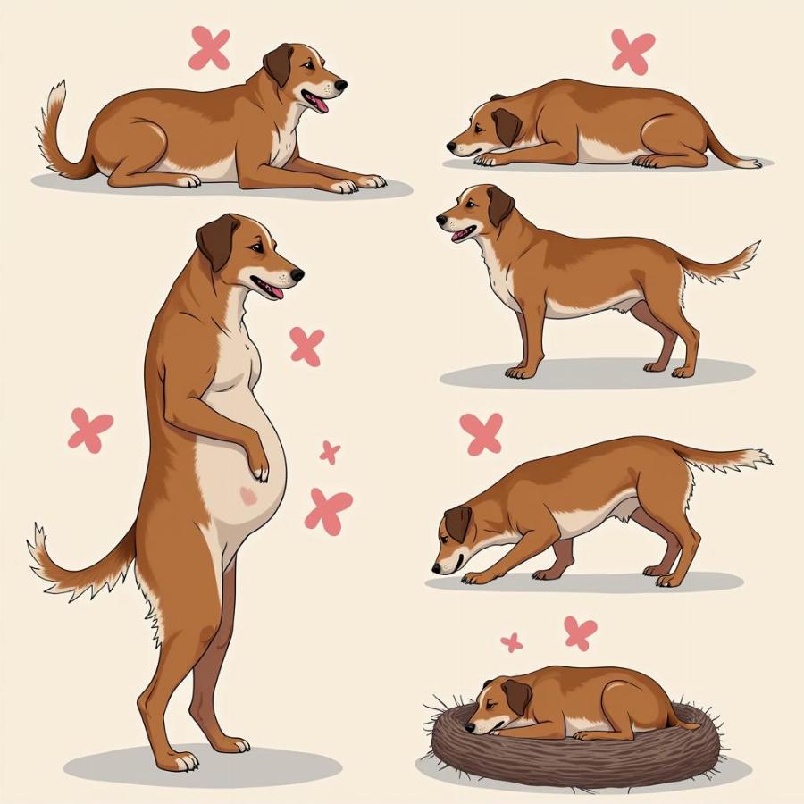 Signs of Pregnancy in Dogs