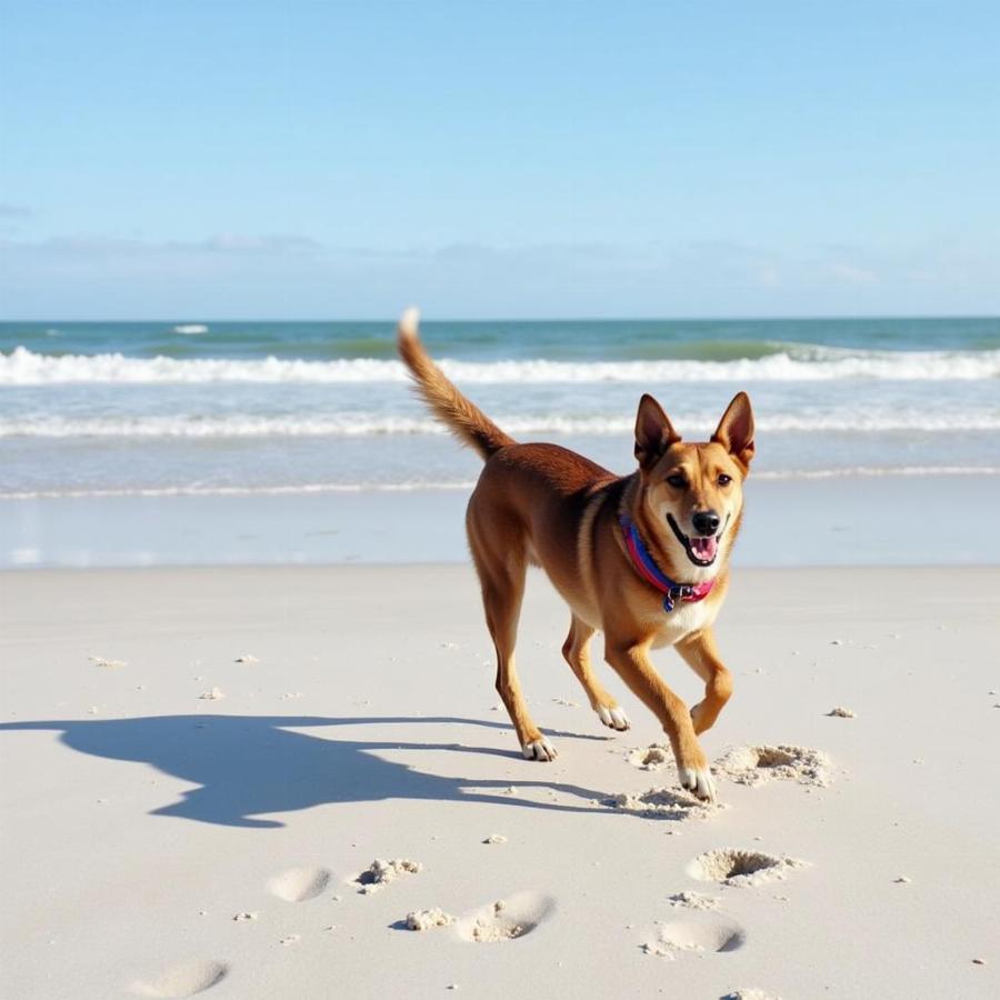 Dog Enjoying a Dog-Friendly Beach Near Old Salty Dog Venice FL