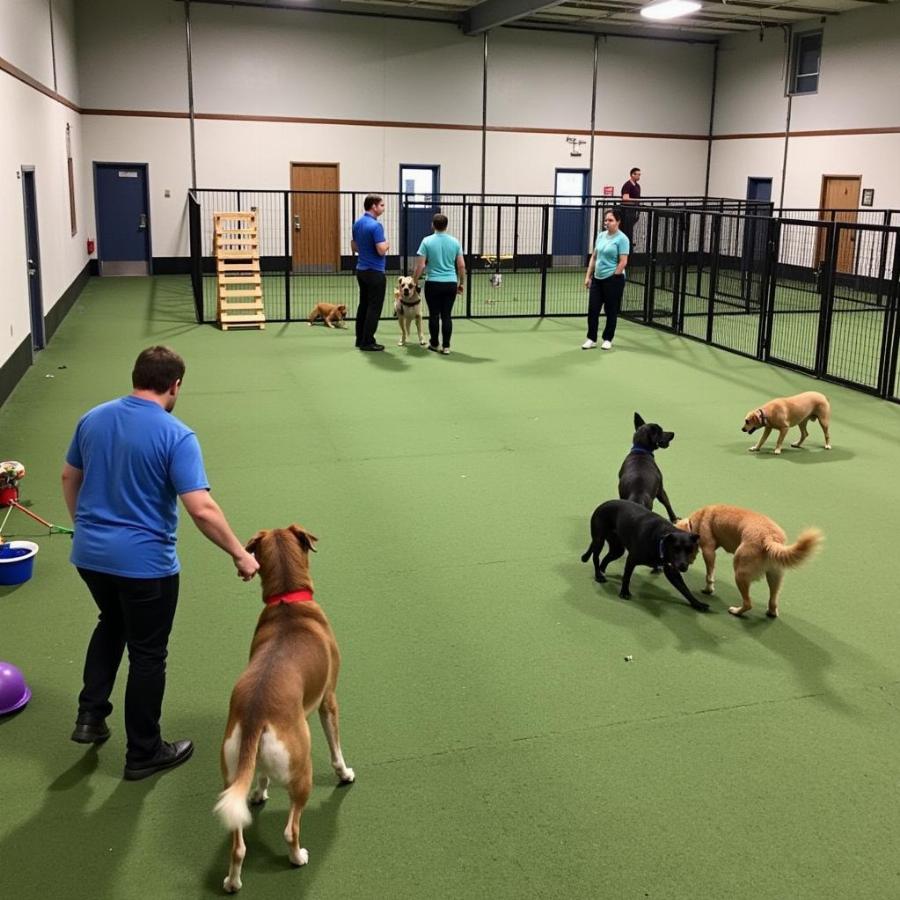 Dog Kennel Play Area in Bakersfield