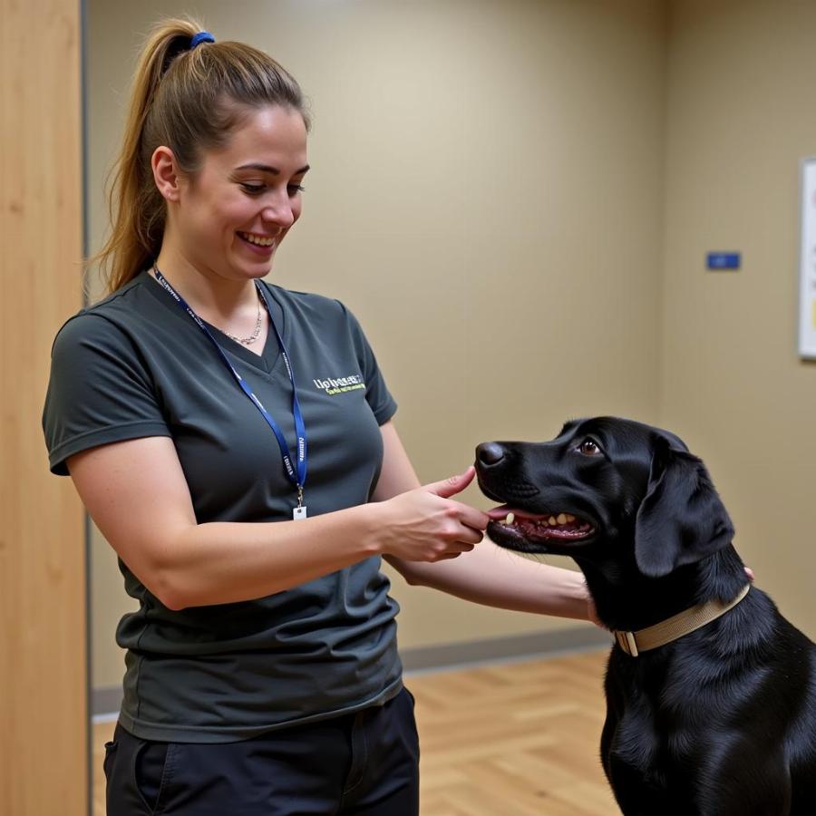 Dog Trainer Assessing Dog's Temperament