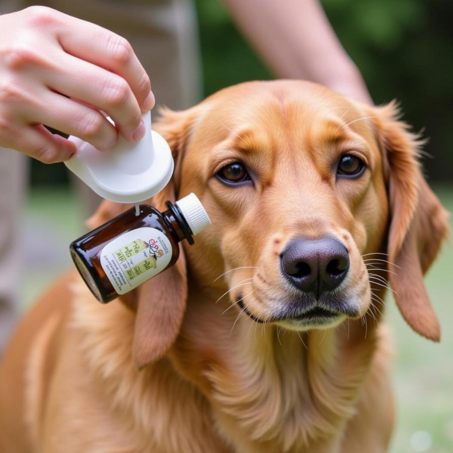 Applying citronella oil on a dog to repel mosquitoes