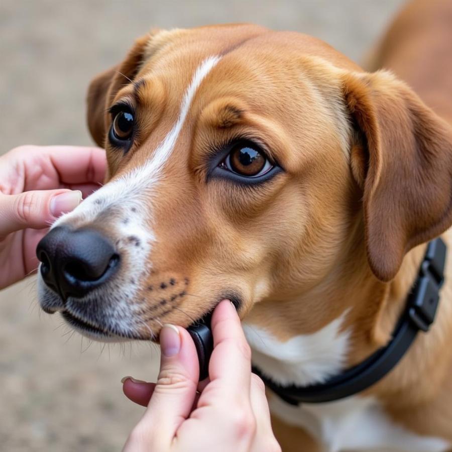 Fitting a tactical collar on a dog