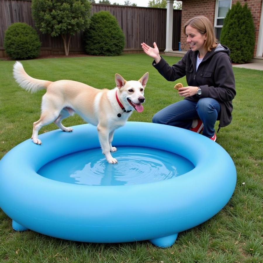 Introducing Your Dog to the Inflatable Pool