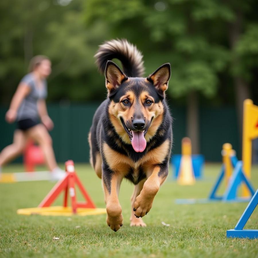 Huấn luyện Blue Bay Shepherd Dog