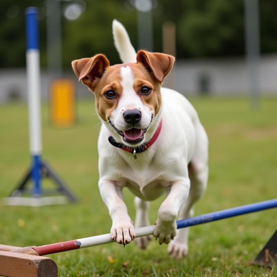 Jack Russell Terrier agility training