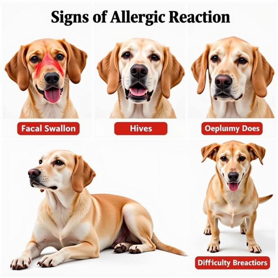 Signs of a severe allergic reaction in dogs