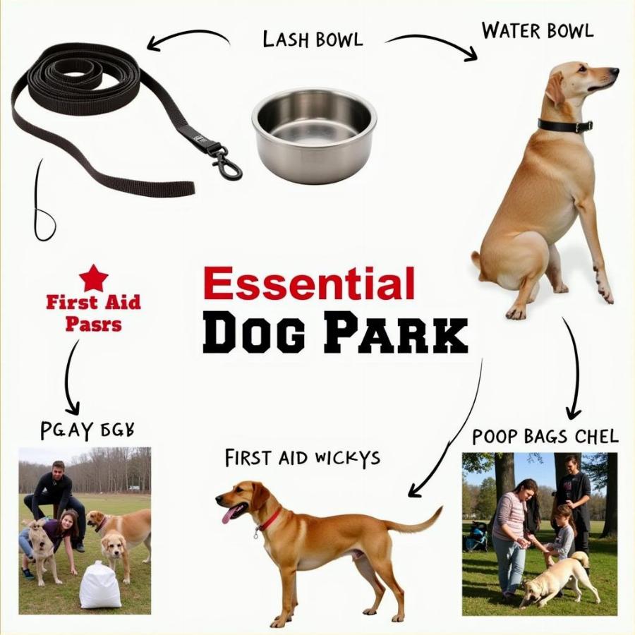 Tips for walking your dog in the park