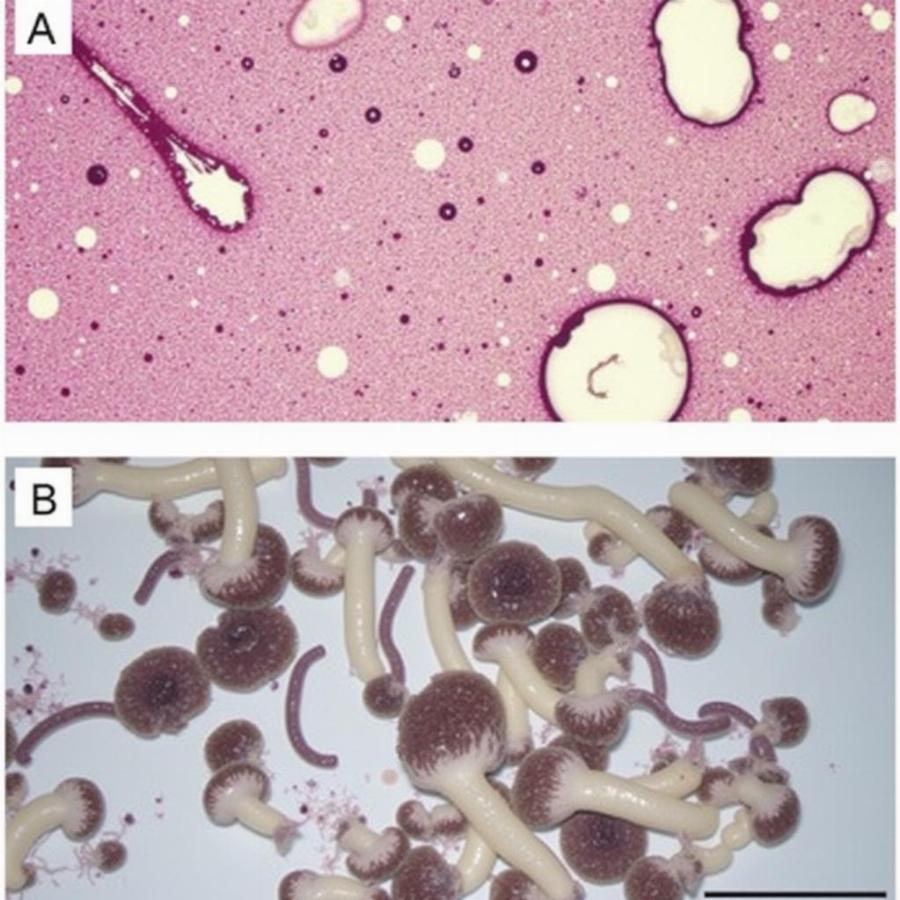 Dog's stool infected with parasites