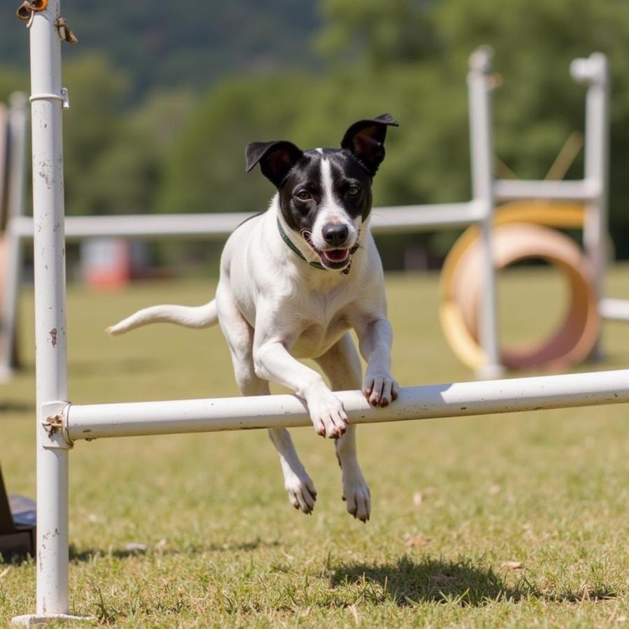 Rattle Dog Engaging in Agility Training