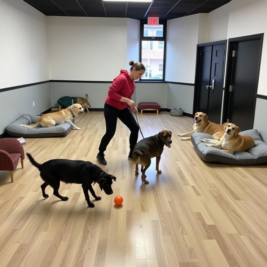 Choosing the right dog boarding in Jersey City