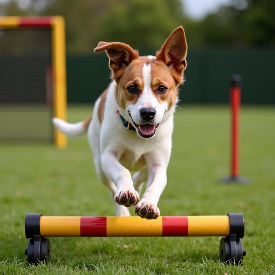 Chó Jack Russell Cattle Dog Mix đang tập luyện agility