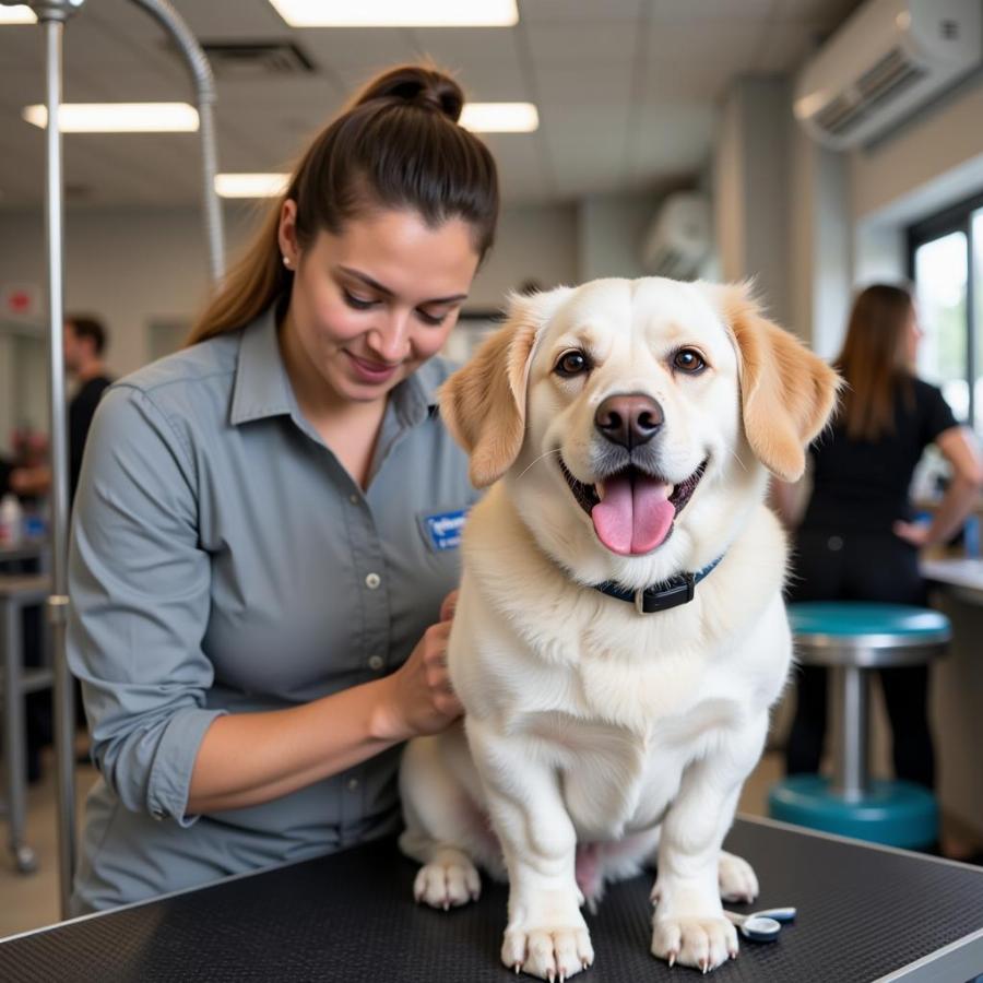 Finding the Right Dog Groomer in Watertown, SD